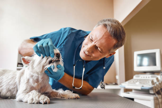 Best 24-Hour Emergency Dental Care in Charlotte, NC
